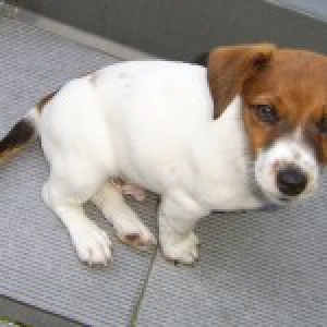 Jack, le Jack Russel