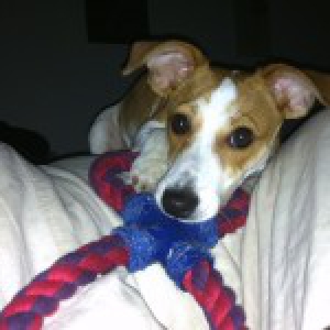 Jack Russel Zo&eacute;