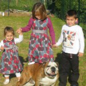 Jarko, le Bouledogue Anglais