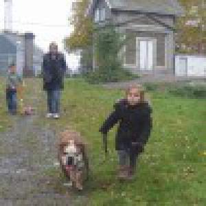 Jarko, le Bouledogue Anglais