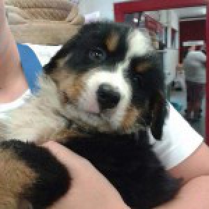 Jayko, le Bouvier Bernois