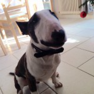Jayzy, le Bull Terrier2