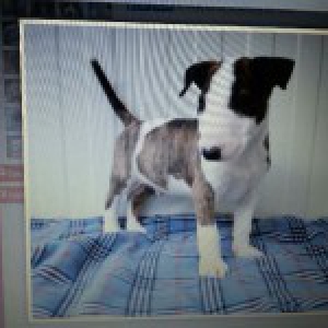 Jayzy, le Bull Terrier2