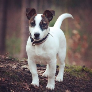 Jazz, de Jack Russell