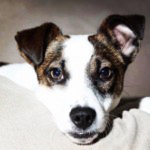 Jazz, de Jack Russell