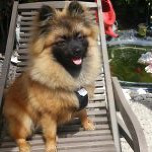 Jelco, le Spitz