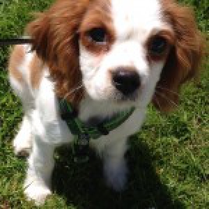 Jimpy, de Cavalier King Charles