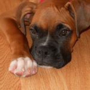 Joey, de Boxer A