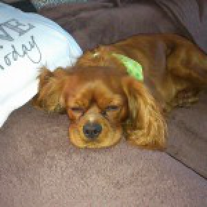 Joy, le Cavalier King Charles