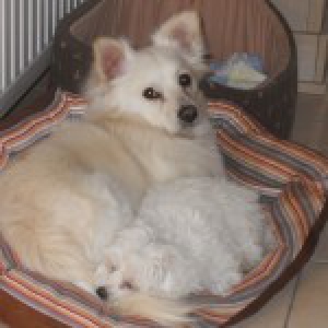 Joyce, le Bichon Maltais
