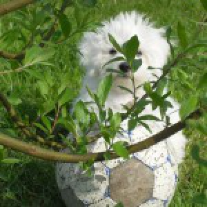 Joyce, le Bichon Maltais