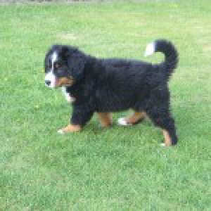 Jules, de Berner Sennen