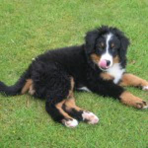 Jules, de Berner Sennen