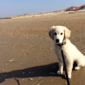 Jules, de Golden Retriever A