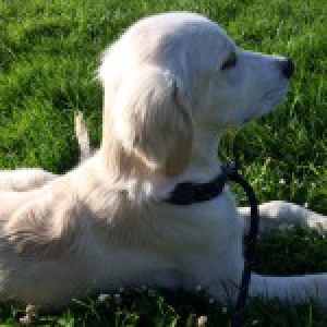 Jules, de Golden Retriever A