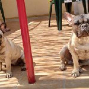 Jules & Gamin, de Franse Bulldogs