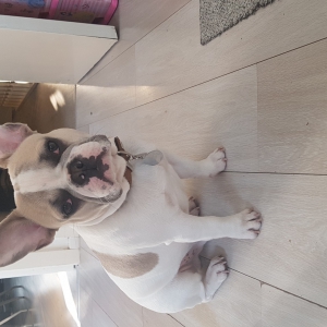 Jules, onze Franse Bulldog