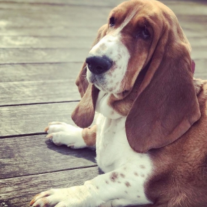 Juliette, de Basset