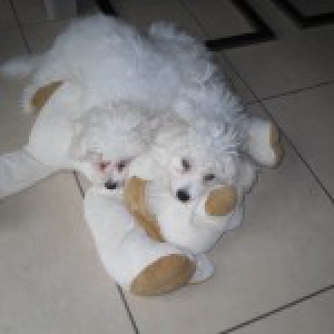 Jumbo et Nala, le Bichon Maltais et le Bichon Fris&eacute;2