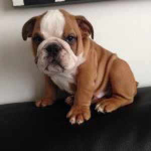 Junior, le Bouledogue Anglais