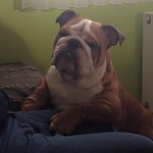 Junior, le Bouledogue Anglais