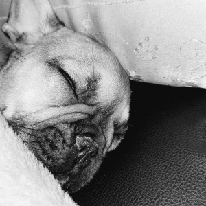 Kawa, de Bouledogue Fran&ccedil;ais