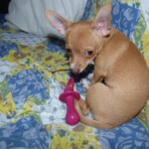 Kenzo, le Chihuahua