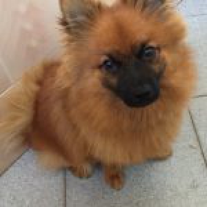 Kenzo, le Spitz Nain