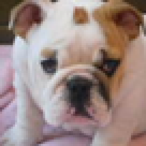 Kiara, le Bouledogue Anglais