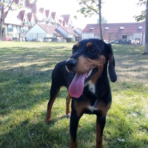 Kiba, de zeer leuke kruising!