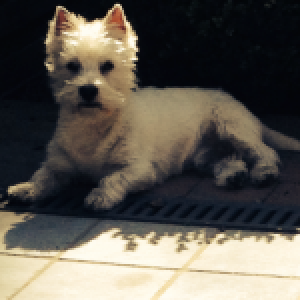 Kito, de West Highland White Terri&euml;r