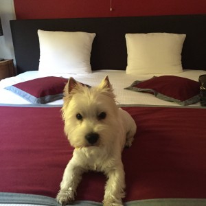 Kito, de West Highland White Terri&euml;r