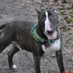 Kratos, le Bull Terrier
