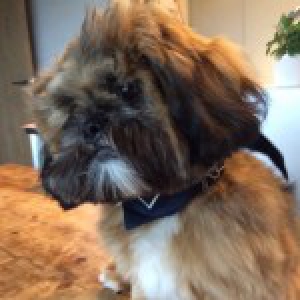 Kwispel, de Lhassa Apso