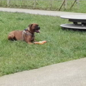 Kyra, de Boxer