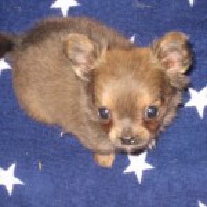 Kyra, de chihuahua