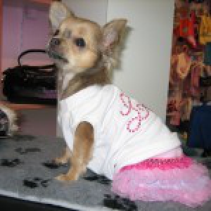 Kyra, de chihuahua