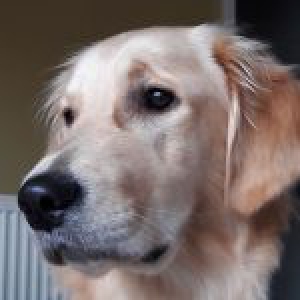 Kyra, de golden retriever