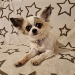 Lady, de Chihuahua