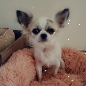 Lady, de Chihuahua