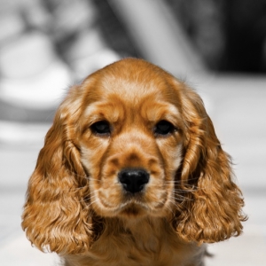 Lady, de Cocker Anglais