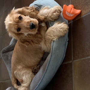 Lady, de Cocker Anglais