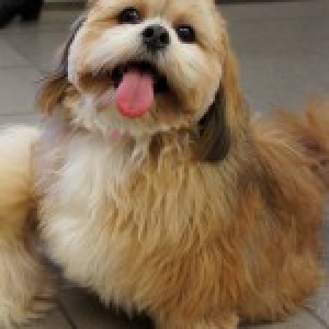 Lady et Lisa, les Lhassa Apso