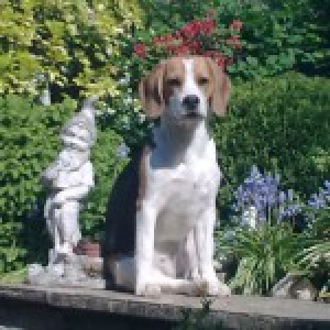 La&iuml;ca, de beagle