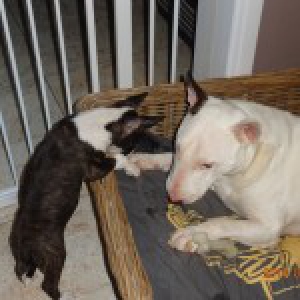 Laika, de Bull Terrier