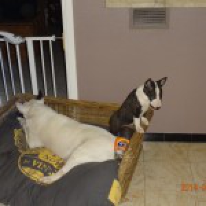 Laika, de Bull Terrier