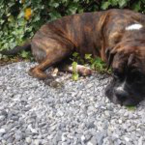 La&iuml;ko, le Boxer