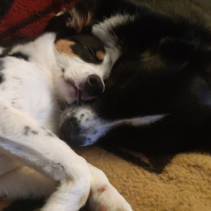 Lana, de Zeer leuke kruisingen