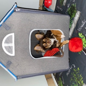 Lana, onze chihuahua