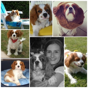 LAYLA, de Cavalier King Charles Spani&euml;l